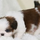 행복한강아지 이미지