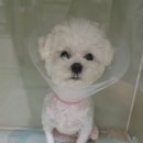 24시프라임동물병원 이미지