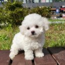 러블리캣독 의정부고양이분양 강아지분양 이미지