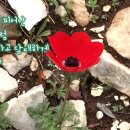 샤론의꽃 - 부평구 마장로 399 | 샤론의꽃