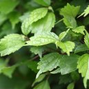 비양도의 비양나무자생지 이미지