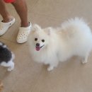 하이펫 애견샵 | 동탄애견카페 치동천애견카페 애견유치원 애견호텔 하이디펫 방문후기