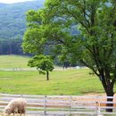 소나무 흑염소 목장 이미지