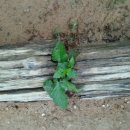 생의찬가 이미지