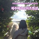 에코펜션 | [제주 에코스위츠펜션] 솔직후기/중문 근처 가성비 애견동반펜션/인생사진건짐