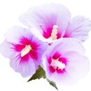 우리다움전통수제간식 - 고양시 일산서구 성저로 64 | 우리다움전통수제간식