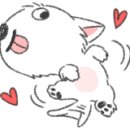디스크독연구소 이미지