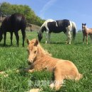 기쁨축산 이미지