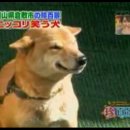 웃는강아지 이미지