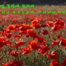 꽃구름 이미지