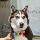 벨라 펫 살롱 이미지