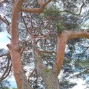 약천정 네이버블로그