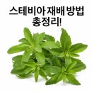 전북농약사 | 스테비아 재배 방법 총정리!｜심는 시기, 심는 방법, 수확 시기까지