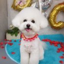 D&C 그루밍 샵 이미지