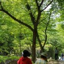 순천-46호 이미지