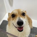 그루밍무무 네이버블로그