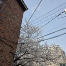메르시쿠키 | 벚꽃 시즌 필수 코스! 비주얼 끝판왕 파블로바와 함께 즐기는 메르시네코의 봄 내돈내산 후기