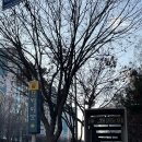 (주)엘피에이소프트 | 강남 붙임머리 잘하는 곳 에이수비 청담 숏컷 서울 붙임머리 후기