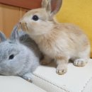 토린세스 이미지