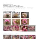 Flower (Carnation) Drying Test 이미지
