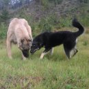 우리집 똥강아지 이미지