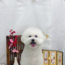 비숑다움 네이버블로그