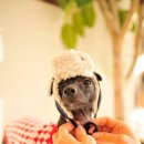 거기조아 이미지