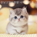 강남고양이분양 나비캣 | 강남구 고양이분양 추천 강남고양이분양 나비캣 본점 / 반려묘와 추억을 만드는 곳