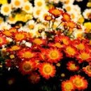 나비야 청산가자 이미지