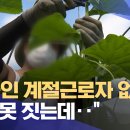 "외국인 계절근로자 없으면 농사 못 짓는데‥" __2024.01.31/춘천MBC 이미지