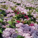 삼학이네민박 이미지