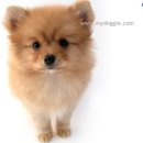 이쁜 강아지 이미지