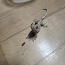 지랩 | 크레스티드 게코 도마뱀 먹이 지랩 용과맛 선택 이유