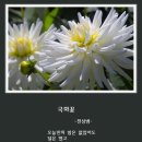 국화 이미지