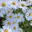 내장산약국 이미지