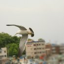 명품 갈매기 이미지