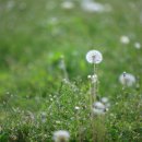 민들레홀씨 이미지