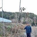 영덕키토산 체리묘목