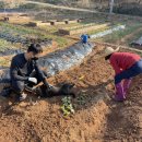 풍년슈퍼과일 | [3월일상] 기록저하/함평킁카/3월중머리재/버터떡/강제휴식/배추요리/벚꽃시작