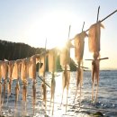 노랑오징어 이미지