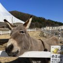 슈렉목장 이미지