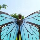 벨리댄스 | 공연의상으로 활용한 나비 벨리 댄스 액세서리 후기