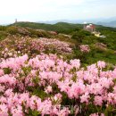 “함께해요!” 단양소백산철쭉제 3년 만에 대면 개최 이미지