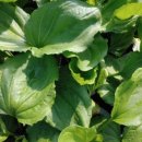 항재식당 | 질경이 재배방법