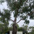 가디너스 | 화요일 도심 속 힐링 라운드 멜번 말번밸리 골프장 18홀 플레이 기록