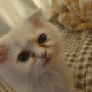 노룬산동물병원 이미지