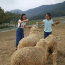 해솔목장 이미지