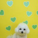 댕댕시 애견 유치원 이미지