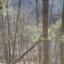 신비의소나무 앞 이미지