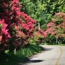 배롱나무길 이미지